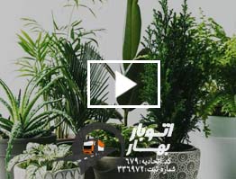 حمل گیاهان در اسباب کشی