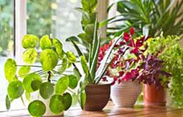 یک حال خوب با گیاهان آپارتمانی